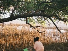 -宝安西湾红树林湿地公园