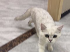 -瑞鹏宠物医院·普外科·影像科·皮肤科(城市山谷分院)