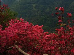 -木兰云雾山