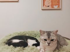 -有喵·猫咖·狗咖·30几只猫10只小狗(岗厦店)