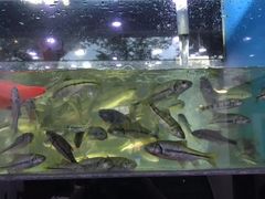 -全乐鱼馆·淳牌有机鱼直营店