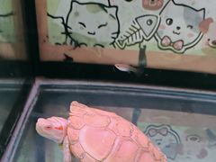 -特一安24小时宠物医院·骨科·中兽医