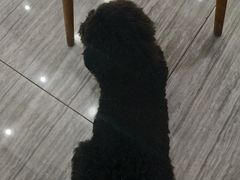 -瑞派名望志远动物医院·猫科·內科·异宠专科(直港大道店)