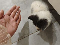 -楼上猫咖(罗湖店)