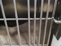 -瑞派天宁宠物医院·猫科·异宠中心