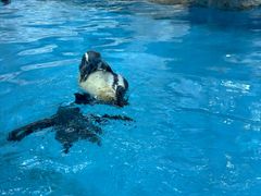 -帝企鹅自助餐厅•儿童岛•真企鹅(长隆企鹅酒店)