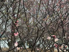 -白塘生态植物园