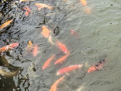 -白洋淀景区