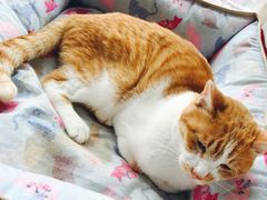 -猫咖时代(中山亭店)
