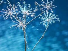 -九寨沟-树正沟