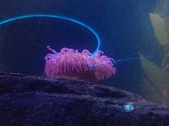 -瑞普利水族馆