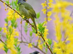 -梧桐山风景名胜区