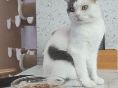 -喵园·猫主题咖啡厅·撸猫·猫咖(国贸店)