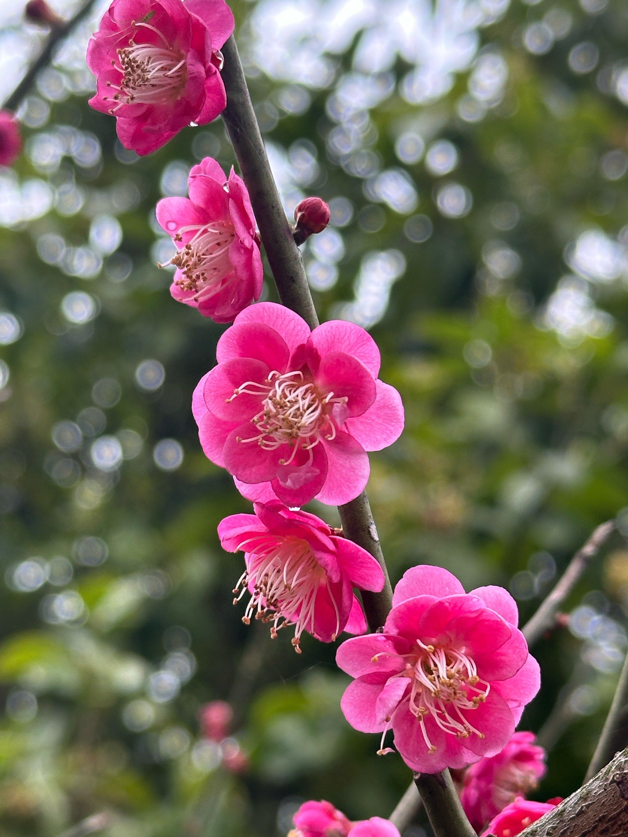 西溪湿地的梅花已初开