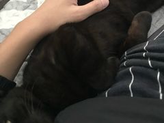 -瑞派名望24h动物医院异宠专科·猫专科·骨科·重症监护分院