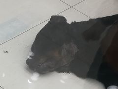 -乖乖乐动物医院(小汤山分院)