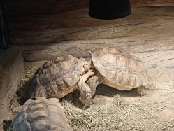 -Zoolung Zoolung动物主题公园(海信广场店)