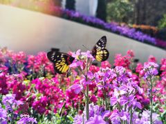 -广州市白云山风景名胜区