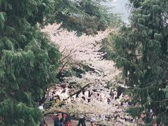 -武汉大学-樱园
