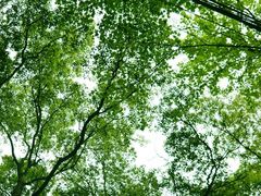 -铁山坪森林公园