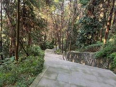 -铁山坪森林公园