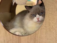 -猫和宫(六道口店)