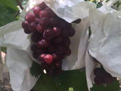 -马陆小张葡萄园农家乐