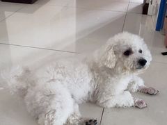 -爱宠屋pet shop·宠物洗澡·宠物美容