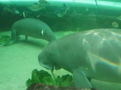 -悉尼海洋生物水族馆