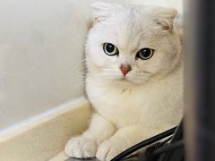 -艾贝尔宠物医院 ·内科全科(梁溪路店)