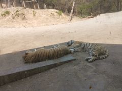 -大连森林动物园