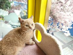 -十年猫舍·猫咪专门店(普陀店)