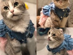 -猫儿山۰猫主题餐厅
