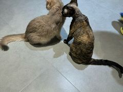-琪喵猫屋·撸猫猫咖·猫舍