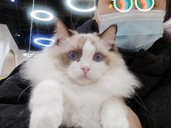 -COLOR PETS 撸猫馆·购猫·猫咖(长风大悦城店)