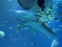 -烟台海昌鲸鲨海洋公园