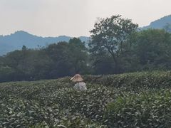 -中国茶叶博物馆(双峰馆区)