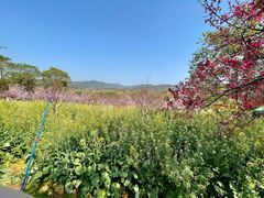 -天适樱花悠乐园