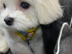 -久久宠物(河东万达店)