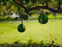 -白塘生态植物园