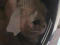 -中农国际动物医院24小时·猫科·骨科·急重症中心