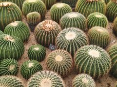 -深圳仙湖植物园