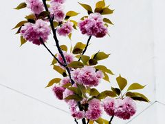 -高东镇樱花园