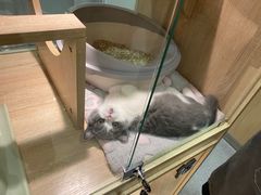 -BABIT巴比特宠物(MOMOPARK店)