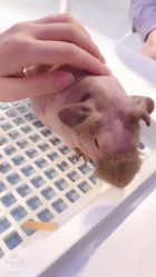 -Moni星球萌宠·小马宝莉·灵蛇·高端高阶全萌宠互动体验俱乐部(红豆国际广场店)