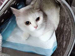 -芭比堂动物医院·CT·微创中心(新顺分院)