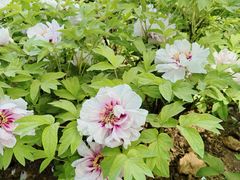 -洛阳市隋唐城遗址植物园
