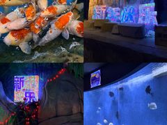 -合肥海洋世界