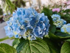 -秀儿家の小确幸花园西餐厅