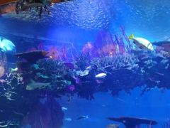 -迪拜帆船酒店海底餐厅